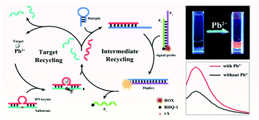 Graphical abstract: An efficient target–intermediate recycling amplification strategy for ultrasensitive fluorescence assay of intracellular lead ions