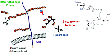 Graphical abstract: Design, synthesis, and evaluation of heparan sulfate mimicking glycopolymers for inhibiting heparanase activity