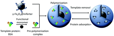 Graphical abstract: Surface-initiated synthesis of bulk-imprinted magnetic polymers for protein recognition