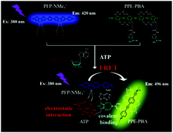 Graphical abstract: A new conjugated polymer-based combination probe for ATP detection using a multisite-binding and FRET strategy