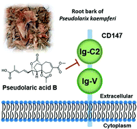 Graphical abstract: Chemical proteomics reveal CD147 as a functional target of pseudolaric acid B in human cancer cells