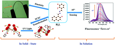Graphical abstract: A new multitalented azine ligand: elastic bending, single-crystal-to-single-crystal transformation and a fluorescence turn-on Al(iii) sensor