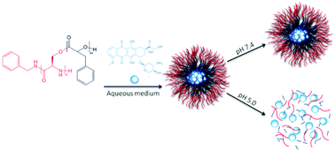 Graphical abstract: Poly(amino acid)-polyester graft copolymer nanoparticles for the acid-mediated release of doxorubicin