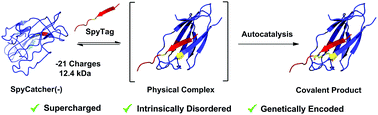 Graphical abstract: Supercharging SpyCatcher toward an intrinsically disordered protein with stimuli-responsive chemical reactivity