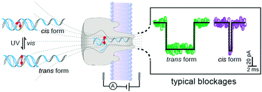 Graphical abstract: Structural stability of the photo-responsive DNA duplexes containing one azobenzene via a confined pore