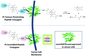 Graphical abstract: Platinum(iv) oxaliplatin–peptide conjugates targeting memHsp70+ phenotype in colorectal cancer cells