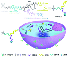 Graphical abstract: A cascade enzymatic reaction activatable gemcitabine prodrug with an AIE-based intracellular light-up apoptotic probe for in situ self-therapeutic monitoring