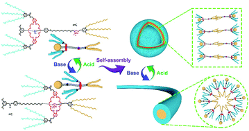Graphical abstract: Reversible switching of a supramolecular morphology driven by an amphiphilic bistable [2]rotaxane