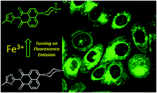 Graphical abstract: Lysosomal tracking with a cationic naphthalimide using multiphoton fluorescence lifetime imaging microscopy