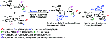 Graphical abstract: H. pylori α1–3/4-fucosyltransferase (Hp3/4FT)-catalyzed one-pot multienzyme (OPME) synthesis of Lewis antigens and human milk fucosides