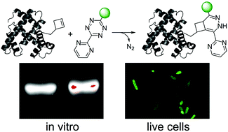 Graphical abstract: A genetically encoded cyclobutene probe for labelling of live cells