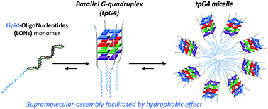 Graphical abstract: Controlling G-quadruplex formation via lipid modification of oligonucleotide sequences