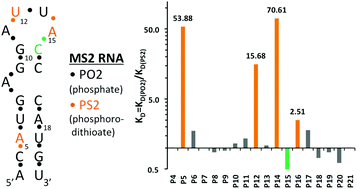 Graphical abstract: Origins of the enhanced affinity of RNA–protein interactions triggered by RNA phosphorodithioate backbone modification