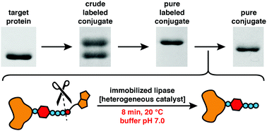 Graphical abstract: Enzymatically cleavable traceless biotin tags for protein PEGylation and purification