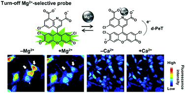 Graphical abstract: Highly selective tridentate fluorescent probes for visualizing intracellular Mg2+ dynamics without interference from Ca2+ fluctuation