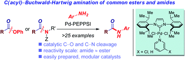 Graphical abstract: Pd–PEPPSI: a general Pd–NHC precatalyst for Buchwald–Hartwig cross-coupling of esters and amides (transamidation) under the same reaction conditions
