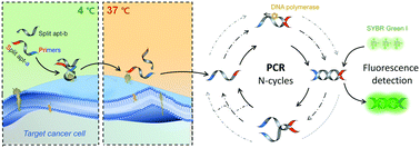 Graphical abstract: Temperature-responsive split aptamers coupled with polymerase chain reaction for label-free and sensitive detection of cancer cells