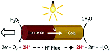 Graphical abstract: Visible light-driven, magnetically steerable gold/iron oxide nanomotors