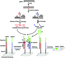 Graphical abstract: A universal genotyping–microarray constructed by ligating a universal fluorescence-probe with SNP-encoded flaps cleaved from multiplex invasive reactions