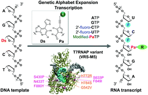 Graphical abstract: Genetic alphabet expansion transcription generating functional RNA molecules containing a five-letter alphabet including modified unnatural and natural base nucleotides by thermostable T7 RNA polymerase variants