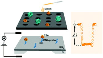Graphical abstract: Direct sensing of cancer biomarkers in clinical samples with a designed nanopore