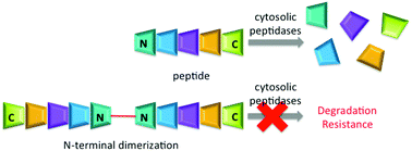 Graphical abstract: N-Gemini peptides: cytosolic protease resistance via N-terminal dimerization of unstructured peptides