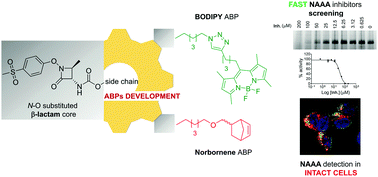 Graphical abstract: Novel activity-based probes for N-acylethanolamine acid amidase