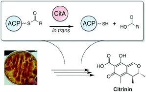 Graphical abstract: In trans hydrolysis of carrier protein-bound acyl intermediates by CitA during citrinin biosynthesis
