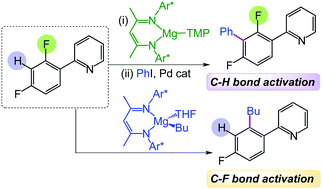 Graphical abstract: Ligand-induced reactivity of β-diketiminate magnesium complexes for regioselective functionalization of fluoroarenes via C–H or C–F bond activations
