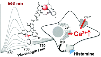 Graphical abstract: A far-red fluorescent probe based on a phospha-fluorescein scaffold for cytosolic calcium imaging