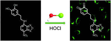 Graphical abstract: A fast-response fluorescent probe for hypochlorous acid detection and its application in exogenous and endogenous HOCl imaging of living cells