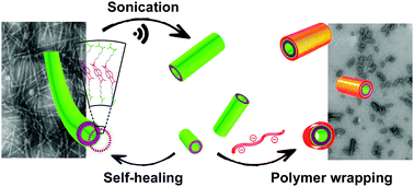 Graphical abstract: Controlling the length of self-assembled nanotubes by sonication followed by polymer wrapping