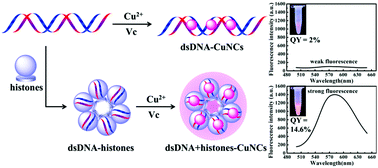 Graphical abstract: Histone–DNA interaction: an effective approach to improve the fluorescence intensity and stability of DNA-templated Cu nanoclusters