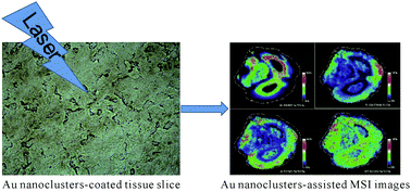 Graphical abstract: Water-soluble Au nanoclusters for multiplexed mass spectrometry imaging