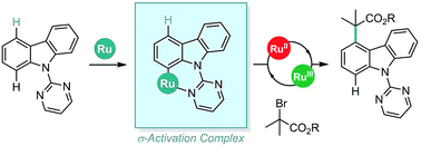 Graphical abstract: Ruthenium catalyzed remote C4-selective C–H functionalisation of carbazoles via σ-activation