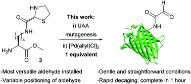 Graphical abstract: Palladium-unleashed proteins: gentle aldehyde decaging for site-selective protein modification