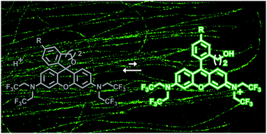 Graphical abstract: A green-light-emitting, spontaneously blinking fluorophore based on intramolecular spirocyclization for dual-colour super-resolution imaging