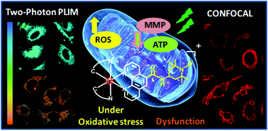 Graphical abstract: A self-assessed photosensitizer: inducing and dual-modal phosphorescence imaging of mitochondria oxidative stress