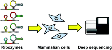 Graphical abstract: Direct screening for ribozyme activity in mammalian cells