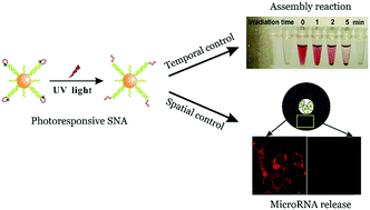 Graphical abstract: Photoresponsive spherical nucleic acid: spatiotemporal control of the assembly circuit and intracellular microRNA release