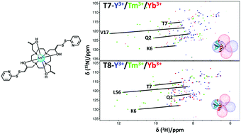 Graphical abstract: Short two-armed lanthanide-binding tags for paramagnetic NMR spectroscopy based on chiral 1,4,7,10-tetrakis(2-hydroxypropyl)-1,4,7,10-tetraazacyclododecane scaffolds