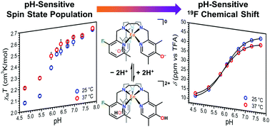Graphical abstract: pH-Dependent spin state population and 19F NMR chemical shift via remote ligand protonation in an iron(ii) complex