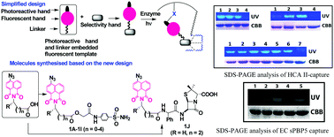 Graphical abstract: Use of azidonaphthalimide carboxylic acids as fluorescent templates with a built-in photoreactive group and a flexible linker simplifies protein labeling studies: applications in selective tagging of HCAII and penicillin binding proteins