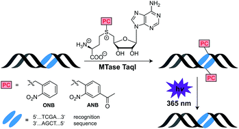 Graphical abstract: Reversible modification of DNA by methyltransferase-catalyzed transfer and light-triggered removal of photo-caging groups