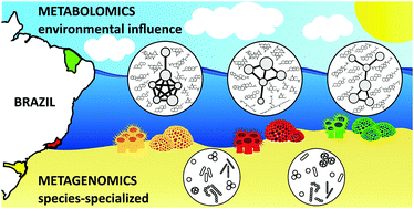 Graphical abstract: Chemical profiling of two congeneric sea mat corals along the Brazilian coast: adaptive and functional patterns