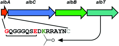 Graphical abstract: Albusnodin: an acetylated lasso peptide from Streptomyces albus