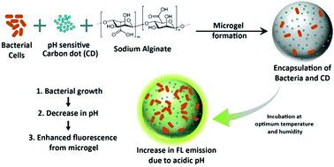 Graphical abstract: Bacterial growth sensing in microgels using pH-dependent fluorescence emission