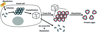 Graphical abstract: Supramolecular protein cages constructed from a crystalline protein matrix
