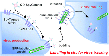 Graphical abstract: SpyCatcher–SpyTag mediated in situ labelling of progeny baculovirus with quantum dots for tracking viral infection in living cells