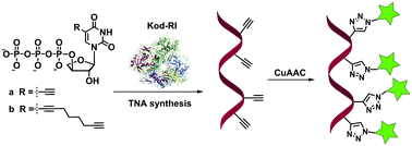 Graphical abstract: Expanding the chemical diversity of TNA with tUTP derivatives that are substrates for a TNA polymerase